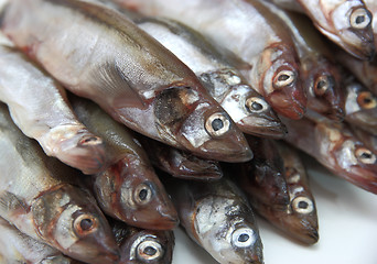 Image showing Fresh fish sprats