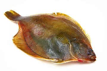 Image showing Fresh fishes flounder  on white background
