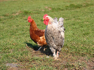 Image showing A brightly colored cockerel and chicken 