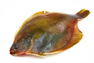 Image showing Fresh fishes flounder  on white background