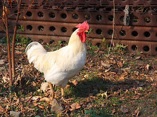 Image showing A brightly colored cockerel  