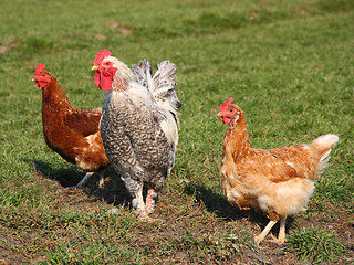 Image showing A brightly colored cockerel and chicken 