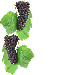 Image showing Blue grape with green leaf, isolated on white background