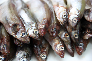 Image showing Capelin fish isolated on the white background