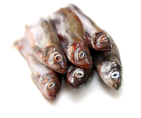 Image showing Capelin fish isolated on the white background