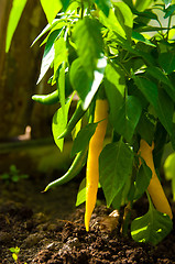 Image showing yellow peppers