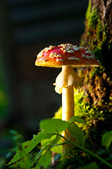 Image showing Fly agaric mushroom