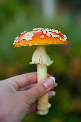 Image showing Fly agaric mushroom