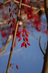 Image showing Barberries