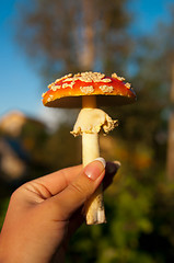 Image showing Fly agaric mushroom