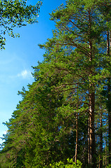 Image showing pine forest