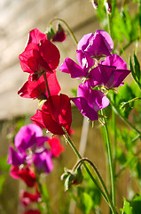 Image showing sweet pea