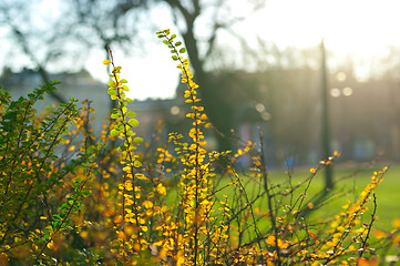 Image showing bush with multicolored leaves