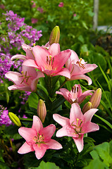 Image showing pink lily