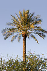 Image showing Palm Tree