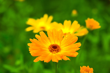 Image showing Calendula