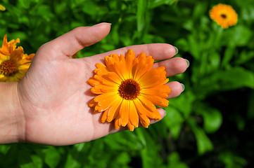 Image showing Flower on Hand