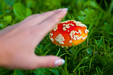 Image showing Fly agaric mushroom