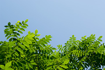 Image showing Green leaves