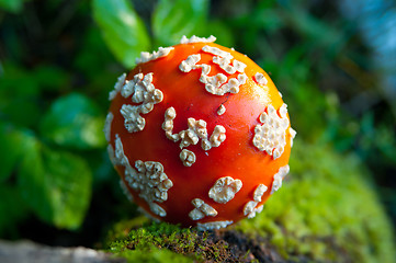 Image showing Fly agaric mushroom