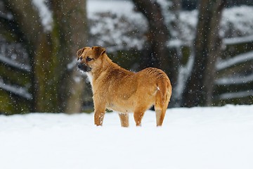 Image showing Dog