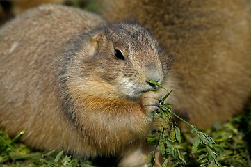 Image showing Prairie Dog