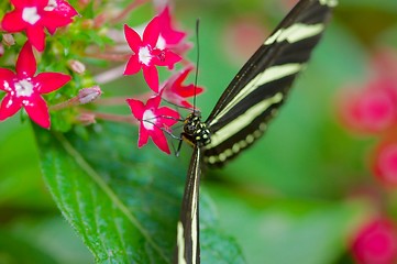 Image showing Butterfly