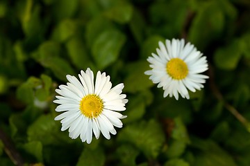 Image showing Flower