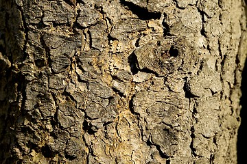 Image showing Tree bark