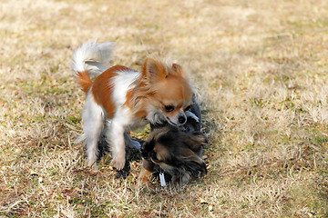 Image showing playing puppies chihuahua