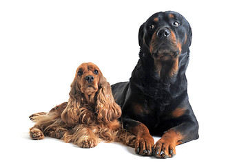 Image showing english cocker and rottweiler