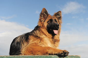 Image showing  german shepherd