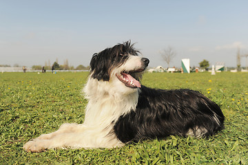 Image showing bearded collie