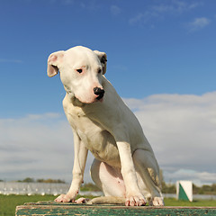 Image showing puppy dogo argentino