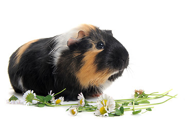 Image showing Guinea pig