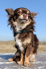 Image showing brown chihuahua