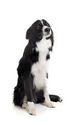 Image showing border collie