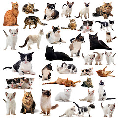 Image showing cats in studio