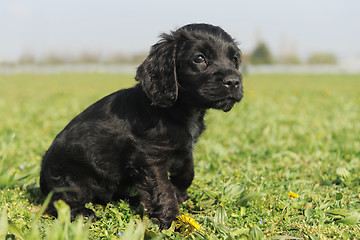 Image showing puppy english cocker