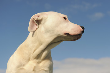 Image showing puppy dogo argentino