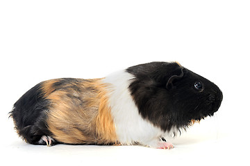 Image showing Guinea pig