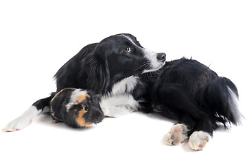 Image showing border collie and guineo pig