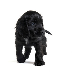 Image showing puppy english cocker