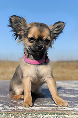 Image showing puppy chihuahua