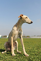 Image showing young greyhound