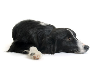 Image showing border collie