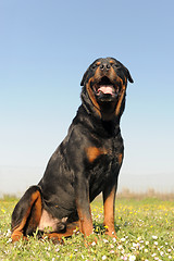 Image showing rottweiler