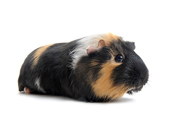 Image showing Guinea pig