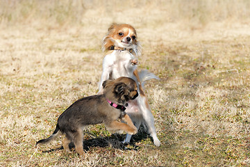 Image showing playing puppies chihuahua