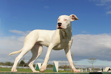 Image showing puppy dogo argentino